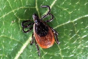 Отдых на природе: как уберечься от укуса клеща?