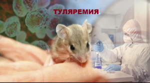 Туляремия: «малая чума», о которой стоит помнить туристу