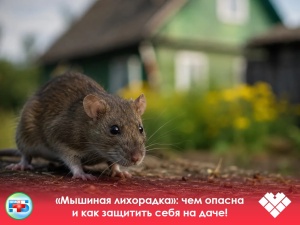 Врач-эпидемиолог Анастасия Петрика рассказывает о «мышиной лихорадке»: чем опасна и как защитить себя