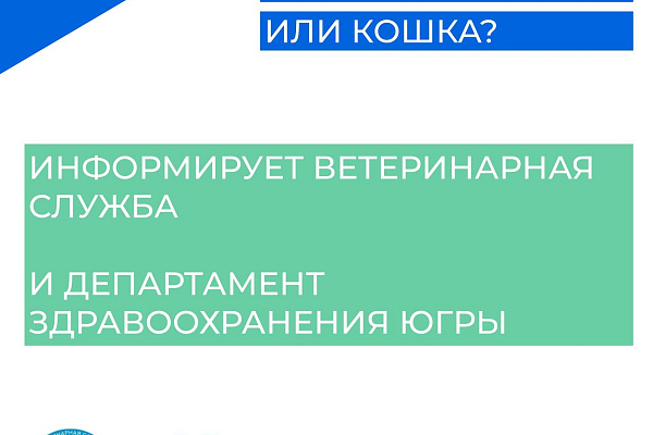 Что делать если укусила собака или кошка? 